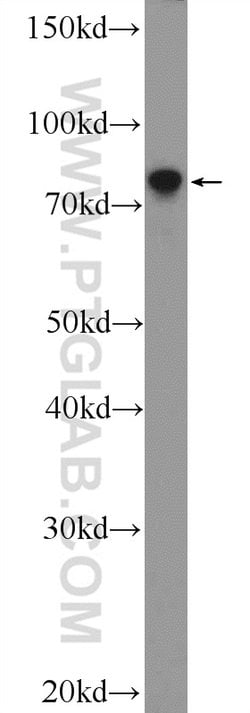 LPPR3 Rabbit anti-Human, Polyclonal, Proteintech:Antibodies:Primary Antibodies