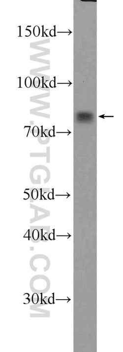 LPPR3 Rabbit anti-Human, Polyclonal, Proteintech:Antibodies:Primary Antibodies