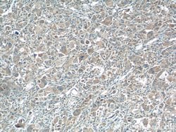 XBP1 Rabbit anti-Human, Mouse, Rat, Polyclonal, Proteintech 150 &mu;L;
