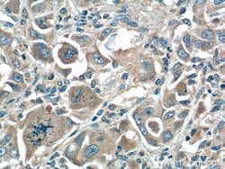 XBP1 Rabbit anti-Human, Mouse, Rat, Polyclonal, Proteintech 150 &mu;L;