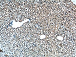 XBP1 Rabbit anti-Human, Mouse, Rat, Polyclonal, Proteintech 150 &mu;L;