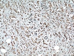 XBP1 Rabbit anti-Human, Mouse, Rat, Polyclonal, Proteintech 150 &mu;L;