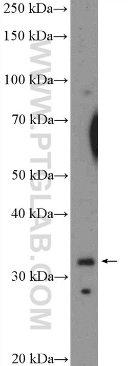 XBP1 Rabbit anti-Human, Mouse, Rat, Polyclonal, Proteintech 150 &mu;L;