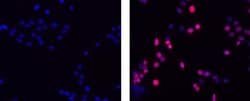 Invitrogen&trade;&nbsp;Goat anti-Rat IgG (H+L) Secondary Antibody, TRITC, eBioscience&trade;