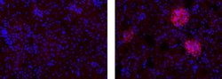 Invitrogen Goat anti-Rat IgG (H+L) Secondary Antibody, TRITC, eBioscience 100 &mu;g | Buy Online | Invitrogen&trade; | Fisher Scientific