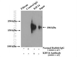 KIF14 Rabbit anti-Human, Polyclonal, Proteintech 150 &mu;L; Unconjugated:Anticuerpos