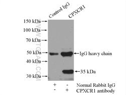 CPXCR1 Rabbit anti-Human, Mouse, Polyclonal, Proteintech 150 &mu;L | Buy Online | Proteintech Group Inc | Fisher Scientific