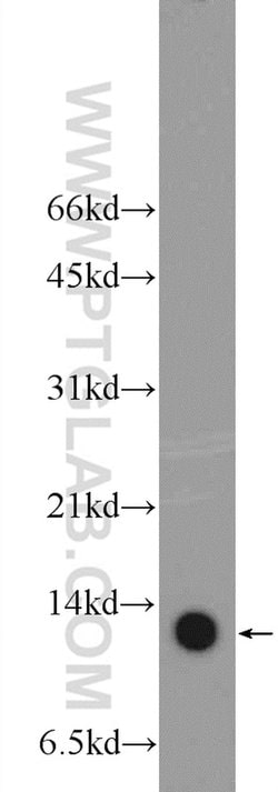 SLIRP Rabbit anti-Human, Polyclonal, Proteintech 20 &mu;L; Unconjugated:Antibodies,