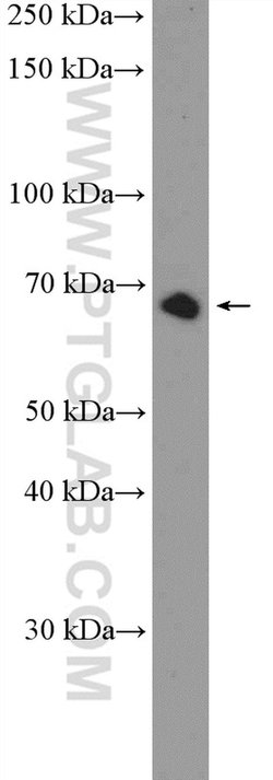 FAM116B Rabbit anti-Human, Polyclonal, Proteintech 150 &mu;L; Unconjugated:Antibodies,
