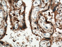 IGSF2 Rabbit anti-Human, Mouse, Polyclonal, Proteintech 150 &mu;L | Buy Online | Proteintech Group Inc | Fisher Scientific