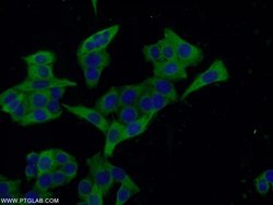 Ezrin Rabbit anti-Human, Mouse, Polyclonal, Proteintech 150 &mu;L; Unconjugated:Antibodies,