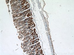 Ezrin Rabbit anti-Human, Mouse, Polyclonal, Proteintech 150 &mu;L; Unconjugated:Antibodies,