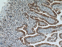 Ezrin Rabbit anti-Human, Mouse, Polyclonal, Proteintech 150 &mu;L; Unconjugated:Antibodies,