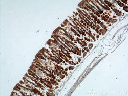 Ezrin Rabbit anti-Human, Mouse, Polyclonal, Proteintech 150 &mu;L; Unconjugated:Antibodies,
