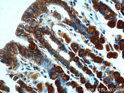 Ezrin Rabbit anti-Human, Mouse, Polyclonal, Proteintech 150 &mu;L; Unconjugated:Antibodies,