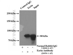 Ezrin Rabbit anti-Human, Mouse, Polyclonal, Proteintech 150 &mu;L; Unconjugated:Antibodies,