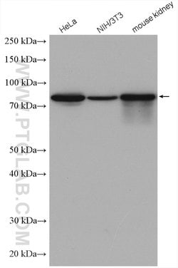 Ezrin Rabbit anti-Human, Mouse, Polyclonal, Proteintech 150 &mu;L; Unconjugated:Antibodies,