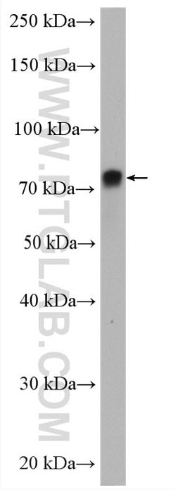Ezrin Rabbit anti-Human, Mouse, Polyclonal, Proteintech 150 &mu;L; Unconjugated:Antibodies,