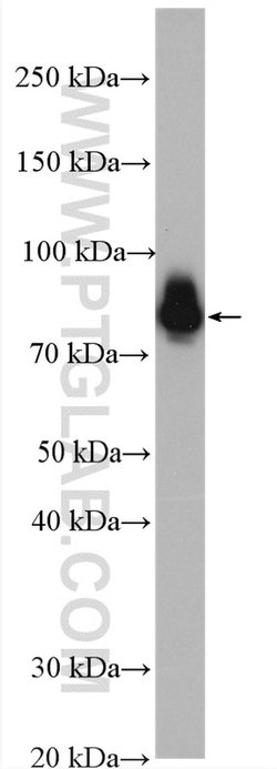 Ezrin Rabbit anti-Human, Mouse, Polyclonal, Proteintech 150 &mu;L; Unconjugated:Antibodies,
