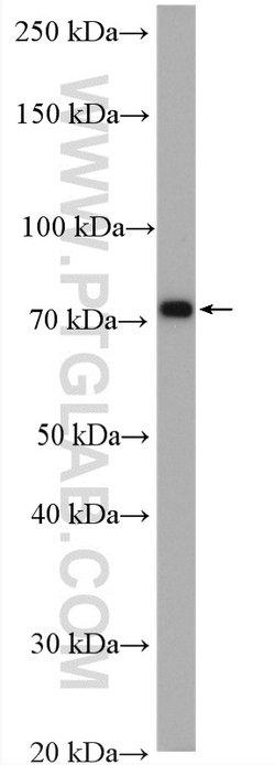 Ezrin Rabbit anti-Human, Mouse, Polyclonal, Proteintech 150 &mu;L; Unconjugated:Antibodies,