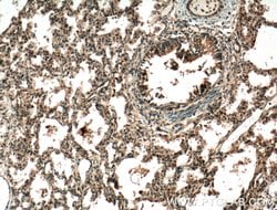 RASIP1 Rabbit anti-Human, Mouse, Rat, Polyclonal, Proteintech 150 &mu;L;