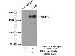 UBR1 Rabbit anti-Human, Polyclonal, Proteintech:Antibodies:Primary Antibodies
