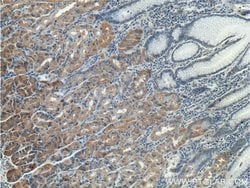RLN3 Rabbit anti-Human, Polyclonal, Proteintech:Antibodies:Primary Antibodies