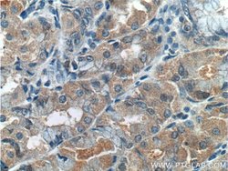 RLN3 Rabbit anti-Human, Polyclonal, Proteintech:Antibodies:Primary Antibodies