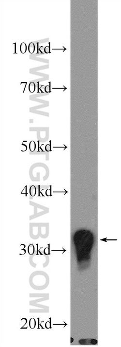 Proteintech CLEC12B Rabbit anti-Human, Mouse, Rat, Polyclonal, Proteintech