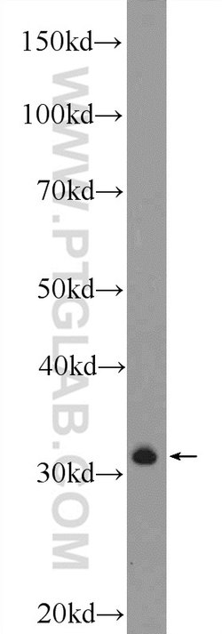 CLEC12B Rabbit anti-Human, Mouse, Rat, Polyclonal, Proteintech:Antibodies:Primary