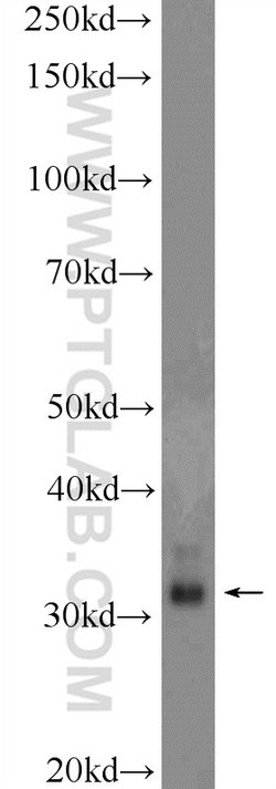 CLEC12B Rabbit anti-Human, Mouse, Rat, Polyclonal, Proteintech:Antibodies:Primary
