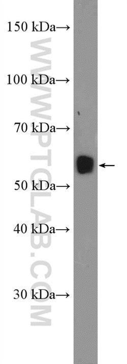 C15orf27 Rabbit anti-Human, Mouse, Polyclonal, Proteintech 20 &mu;L; Unconjugated:Antibodies,