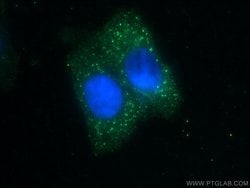 ZNF184 Rabbit anti-Human, Polyclonal, Proteintech:Antibodies:Primary Antibodies