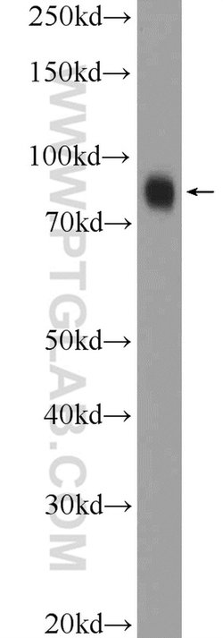 ZNF184 Rabbit anti-Human, Polyclonal, Proteintech:Antibodies:Primary Antibodies
