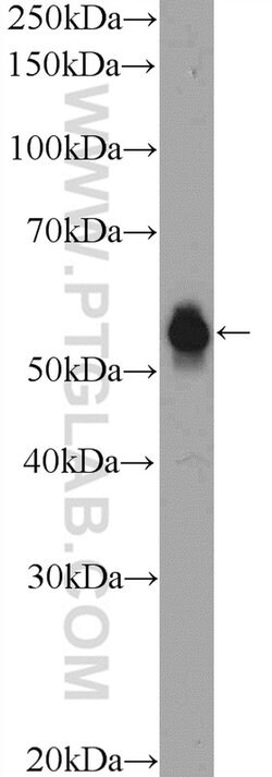 TEKT5 Rabbit anti-Human, Mouse, Polyclonal, Proteintech
