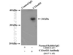 C13orf33 Rabbit anti-Human, Polyclonal, Proteintech 150 μL; Unconjugated:Antibodies,