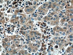 Il2 Rabbit anti-Human, Mouse, Polyclonal, Proteintech 150 &mu;L; Unconjugated:Antibodies,