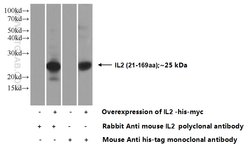 Il2 Rabbit anti-Human, Mouse, Polyclonal, Proteintech 150 &mu;L; Unconjugated:Antibodies,