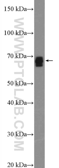 SLC13A3 Rabbit anti-Human, Mouse, Polyclonal, Proteintech 150 &mu;L; Unconjugated:Antibodies,