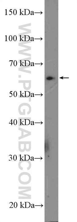 SLC13A3 Rabbit anti-Human, Mouse, Polyclonal, Proteintech 150 &mu;L; Unconjugated:Antibodies,