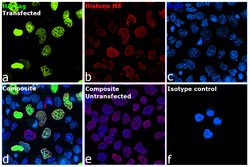 Invitrogen™ HA Tag Monoclonal Antibody (2-2.2.14), Alexa Fluor™ 488