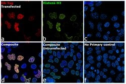 Invitrogen&trade;&nbsp;HA Tag Monoclonal Antibody (2-2.2.14), Alexa Fluor&trade; 555
