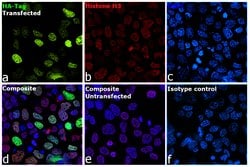 Invitrogen™ HA Tag Monoclonal Antibody (2-2.2.14), DyLight™ 488