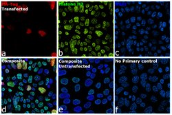 Invitrogen HA Tag Monoclonal Antibody (2-2.2.14), DyLight 680 50 &mu;L | Buy Online | Invitrogen&trade; | Fisher Scientific