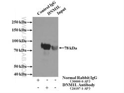 DRP1 (N-terminal) Rabbit anti-Human, Mouse, Polyclonal, Proteintech:Antibodies:Primary