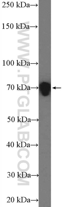 DRP1 (N-terminal) Rabbit anti-Human, Mouse, Polyclonal, Proteintech:Antibodies:Primary
