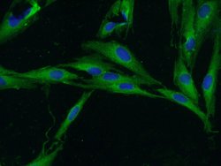 Unc119b Rabbit anti-Canine, Human, Mouse, Polyclonal, Proteintech:Anticorps:Anticorps