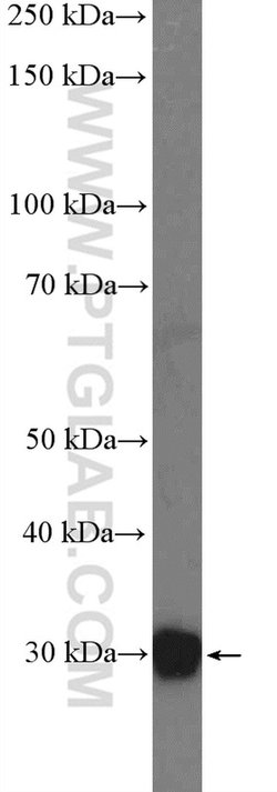 Unc119b Rabbit anti-Canine, Human, Mouse, Polyclonal, Proteintech:Anticorps:Anticorps