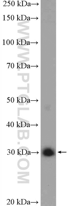 Unc119b Rabbit anti-Canine, Human, Mouse, Polyclonal, Proteintech