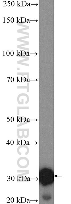 Unc119b Rabbit anti-Canine, Human, Mouse, Polyclonal, Proteintech:Anticorps:Anticorps